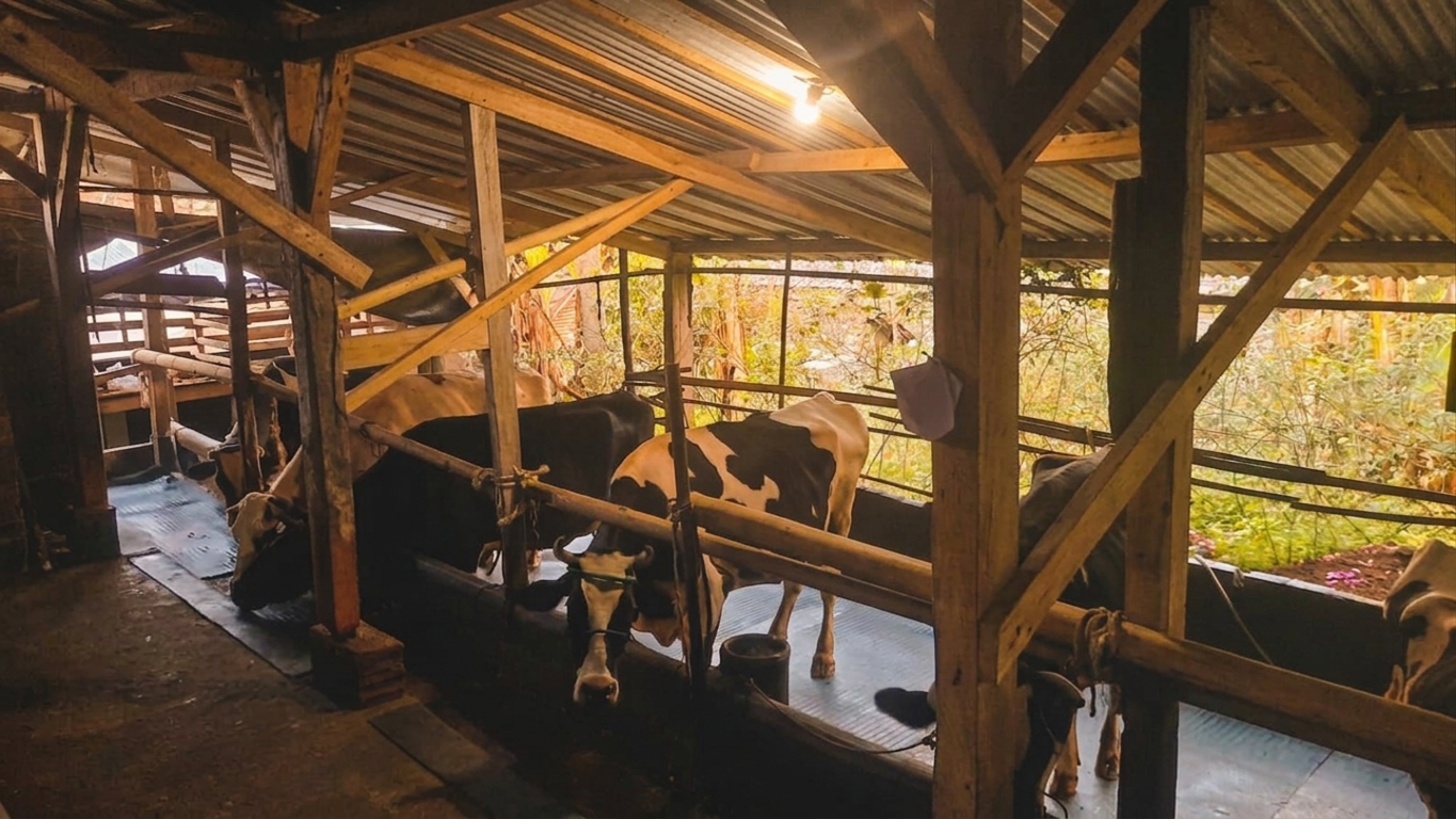 Gallery pasture