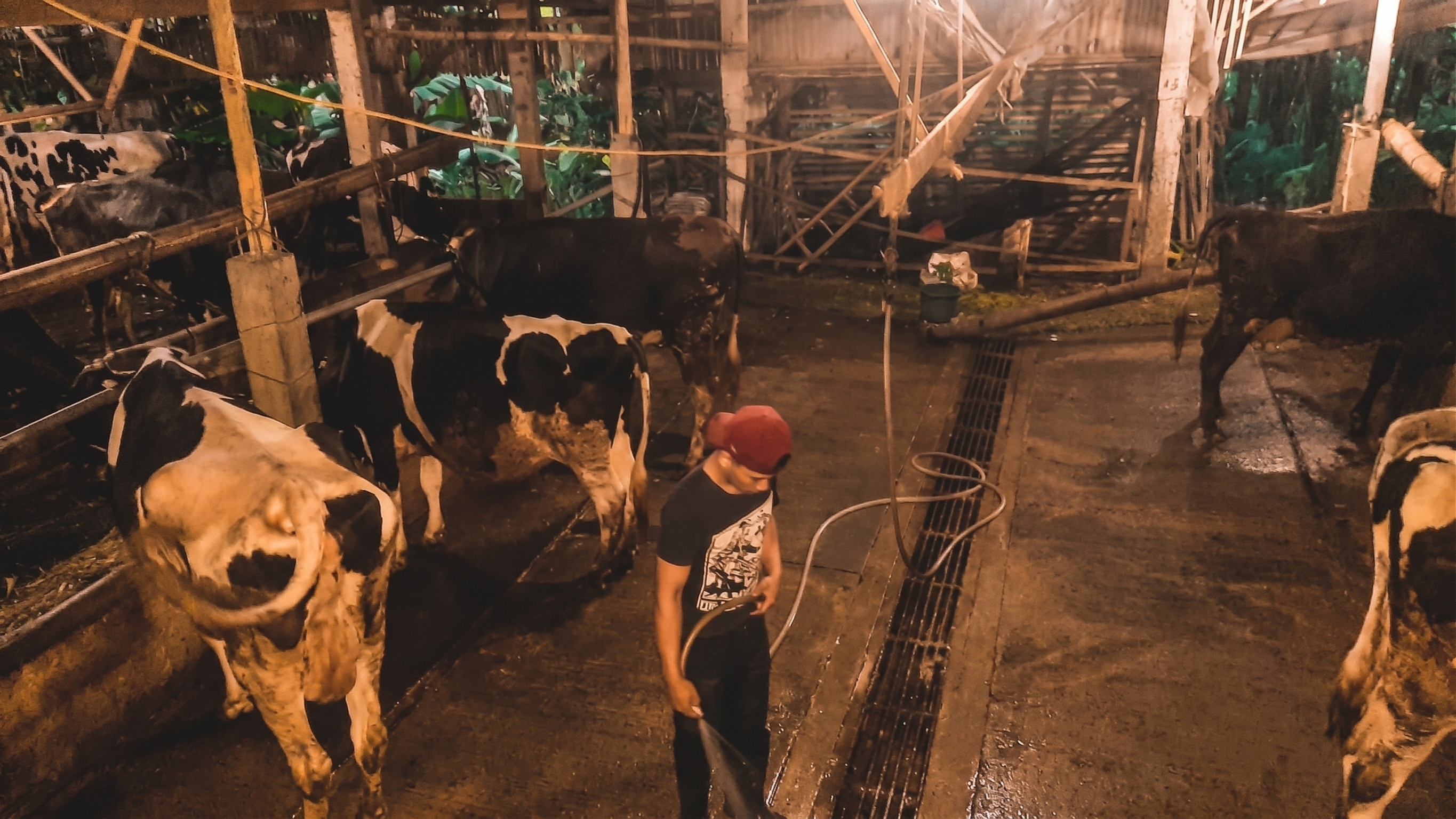 Vet checking cow