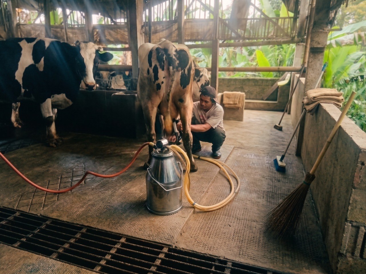 Gallery cow herd